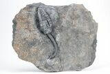 D Devonian Crinoid (Cupressocrinites) - Morocco #213237-1